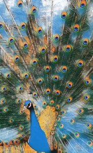 Pavo Real. Pavo Real.