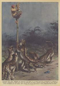 Le siège des tigres