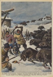 Un village assiégé par les bœufs