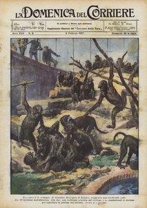 Une guerre de singes