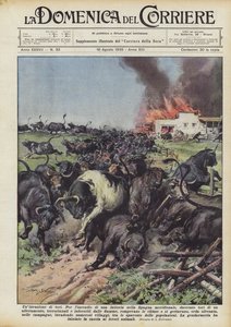 Une invasion de taureaux