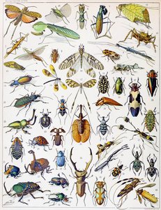 Illustration d