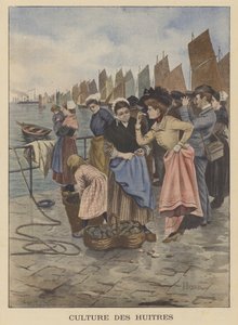 Récolte des huîtres à Cancale, Bretagne