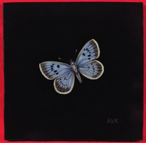 Azuré des paluds, 2000