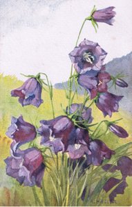 Fleur bleue, Carte postale, années 1940
