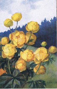 Fleur Jaune, Carte Postale, Années 1940
