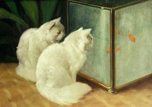 Chats blancs regardant des poissons rouges