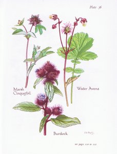 Potentille des marais, Bardane, Benoîte des ruisseaux, 1951