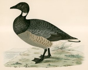 Bernache cravant