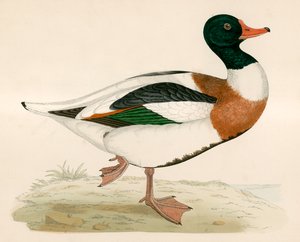 Tadorne