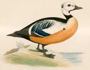 Canard de Steller