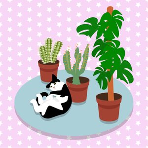 Le chat et les cactus