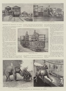 Le transport des éléphants en Inde
