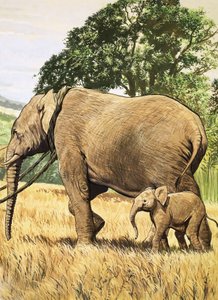 Bébé éléphant et mère