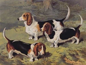 Bassets, 1890