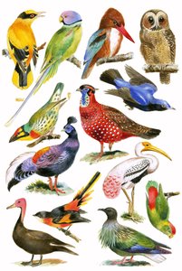 Oiseaux