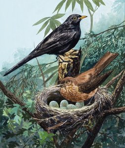 Oiseaux et nid