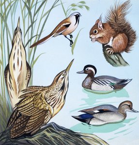 Oiseaux et écureuil