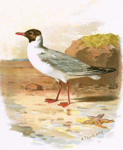 Mouette rieuse