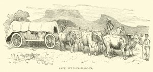 Chariot à bœufs du Cap