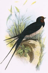 Hirondelle de cheminée