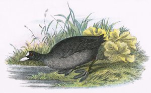 Foulque macroule