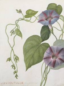 Convolvulus Purpurus