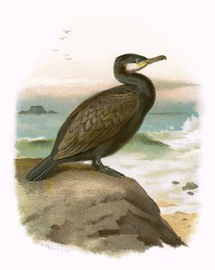 Cormoran