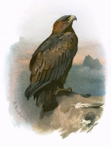 Aigle royal