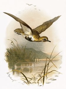 Pluvier doré