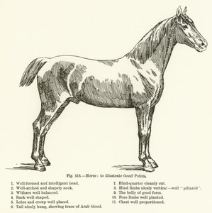 Cheval, pour illustrer les bons points