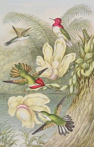 Colibris parmi les fleurs tropicales