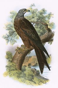 Cerf-volant