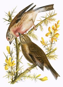 Linottes