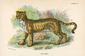 Lion-Tigre