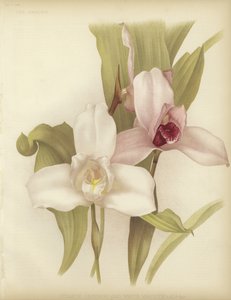 Lycaste skinneri et variété blanche