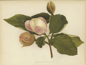 Magnolia Oyama
