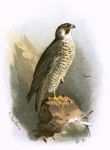 Faucon pèlerin