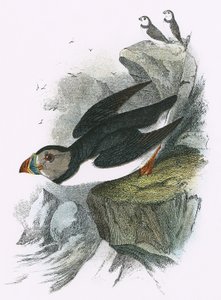 Macareux