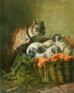 Carlin et chiots