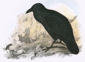 Corbeau