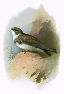 Hirondelle de rivage