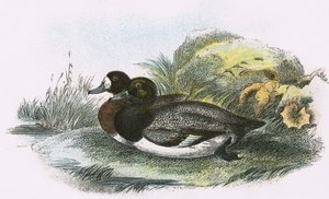 Canard milouin