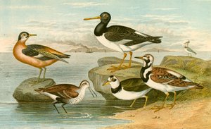 Oiseaux de mer