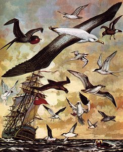 Oiseaux de mer du monde