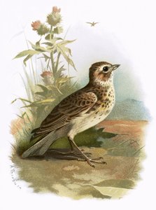 Alouette