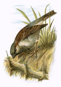 Moineau