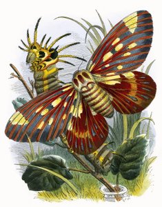 Le Vivarium des papillons