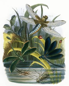 Le Vivarium des papillons
