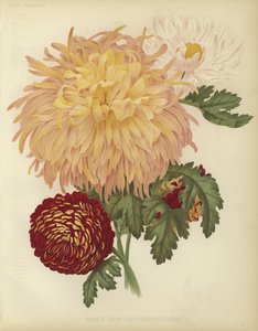 Trois nouveaux chrysanthèmes